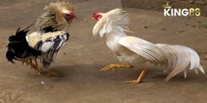 Đá gà C2 ảnh đại diện