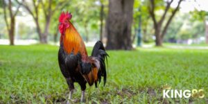 Màu mạng gà đá ảnh đại diện