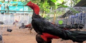 Xem ngày đá gà ảnh đại diện